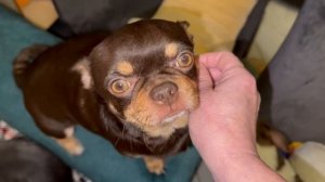 Не поедим мы с Шейхом к ветеринарному неврологу.