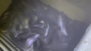 Пополнение садков форелью средней навеской 1,6 кг.