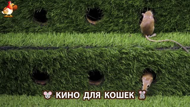 Видео для кошек про крысок развлекать питомцев 🐭🐀😂 (432) смотреть онлайн