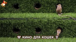 Видео для кошек про крысок развлекать питомцев 🐭🐀😂 (432)