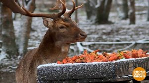 Оленям - морковка, зубрам - груши. Доброе утро. Суббота. Фрагмент выпуска от 17.01.2026