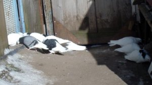 HDV_0717пермские голуби.