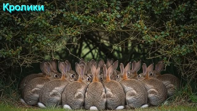 40 Малых Чудес и Чудесных Дарований. Часть 2 смотреть онлайн