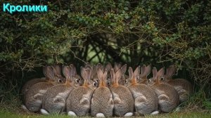 40 Малых Чудес и Чудесных Дарований. Часть 2