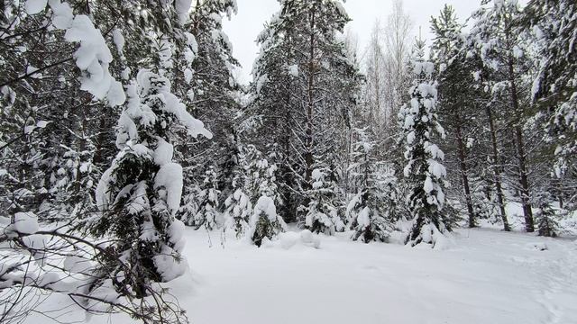 Заснеженный лес. ч.16. Январь 2026 Заснеженный лес. ч.16. Январь 2026
