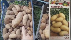 Картофель из семян и не только.2025