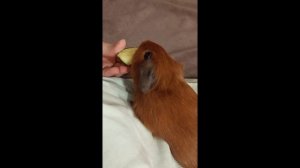 ПЛЮСЫ морских свинок на МОЙ ВЗГЛЯД/Морская Свинка Орешек