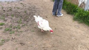 Бедный ободранный петух. Нижний область. Копорье.