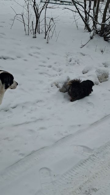 1000017097.mp4  🖋️🚀БЕЖИМ СИКОВАТЬ🖋️🚀 смотреть онлайн