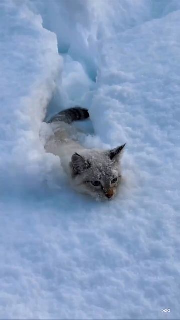 Котёнок гуляющий по снегу