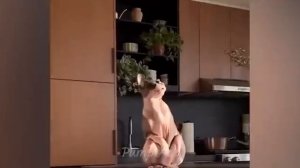 Животные приколы и не только😅