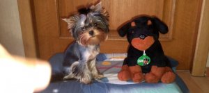 ♥️Рокки и Терри♥️