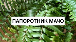 Нефролепис Мачо , экстренно перевалка спустя год