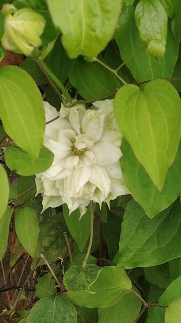 Запахло весной 😘 #шортс смотреть онлайн