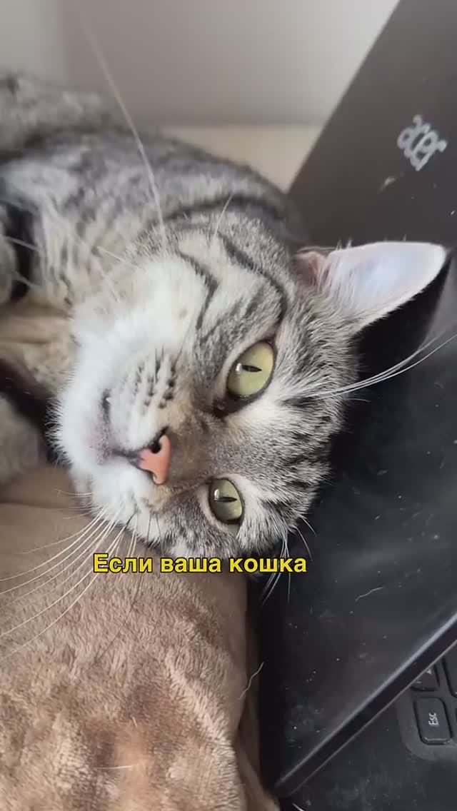 Почему ваша КОШКА (девочка) спит с вами_ 3 скрытых послания (Научный взгляд) #котик смотреть онлайн