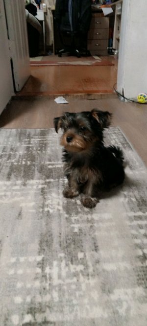 играю в футбол