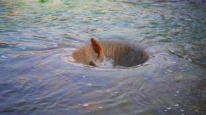 Рыбалка методом вихревого течения / Водоворот / Вихревой метод рыбалки / Невероятно