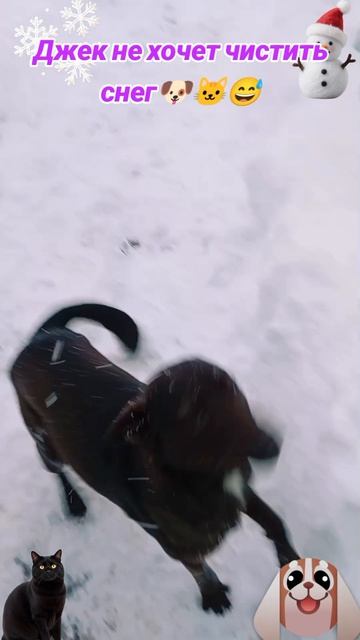 Джек не хочет чистить снег 🐶🐱😅 смотреть онлайн