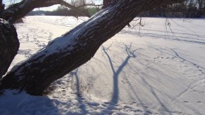 Зимняя прогулка на лыжах по январской ОКЕ