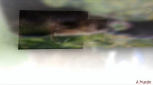 2Illusions - Why Words