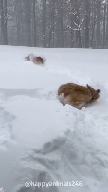 Можно уверенно сказать, что они любят снег смотреть онлайн