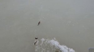 С друзьями на окунёвом озере