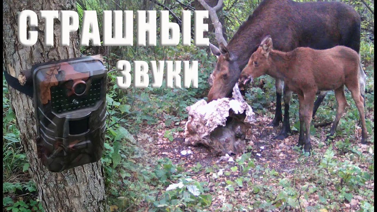СТРАШНЫЕ звуки в лесу, ПРОВЕРКА фотоловушек / Фотоловушка в лесу смотреть онлайн