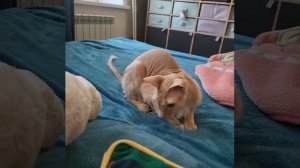 мой котик милый? 😺