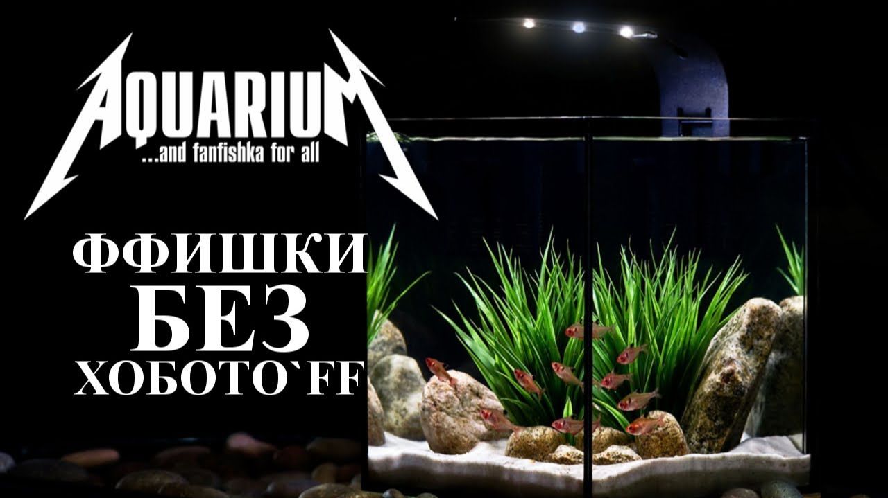 ТОП самых неприхотливых аквариумных рыбок для начинающих. Рубим правду-матку! смотреть онлайн