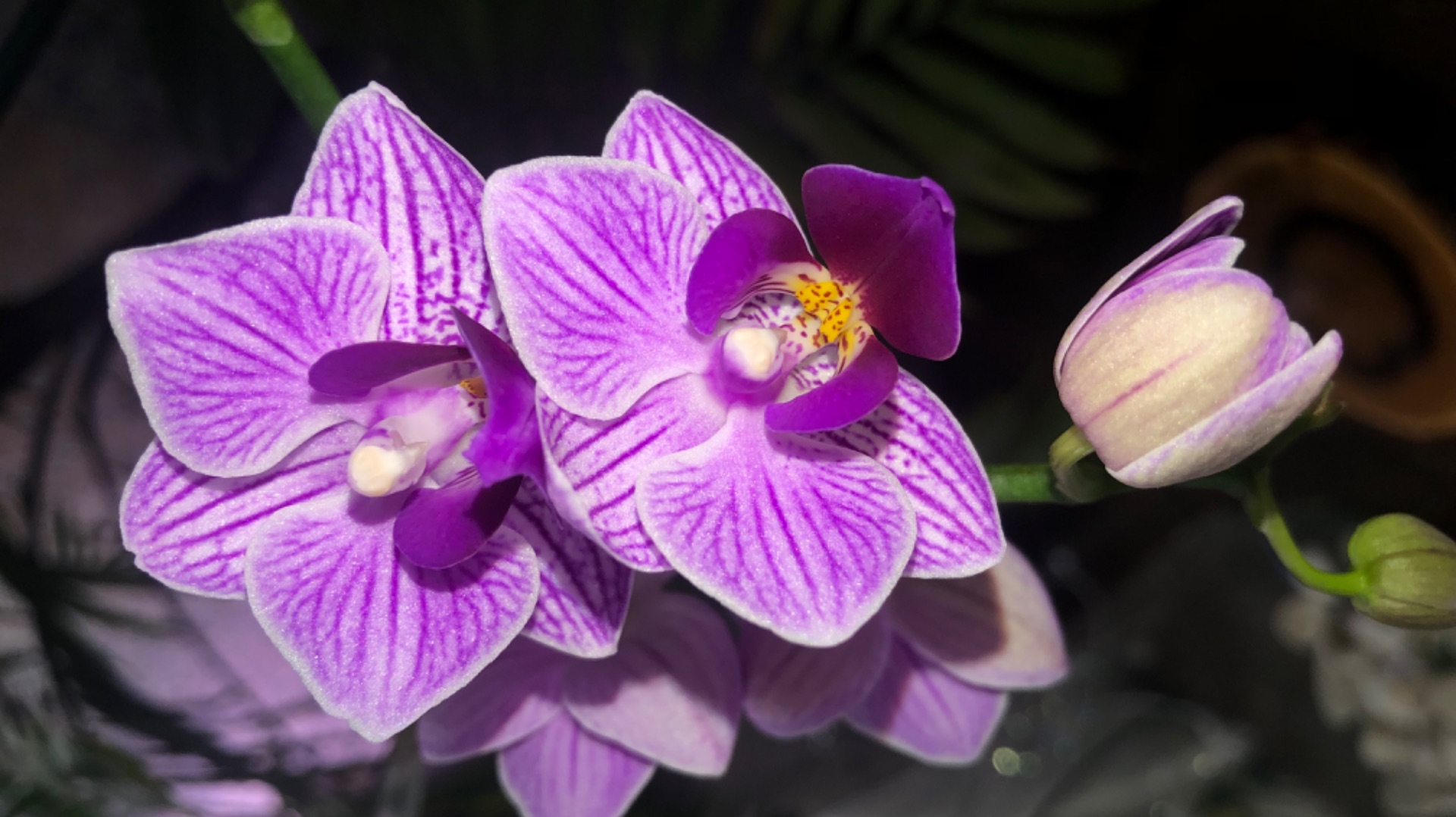 Орхидея Фаленопсис Sogo Vivien (variegata). Сого Вивьен. Происхождение орхидеи смотреть онлайн