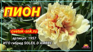 ИТО-ГИБРИД "SOLEIL D AMBRE"/Сад Ворошиловой