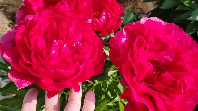 Пион 'Кэролл' (Carol). Наш сад 2025 смотреть онлайн