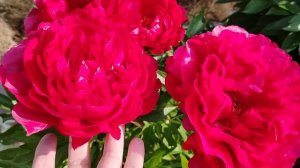 Пион 'Кэролл' (Carol). Наш сад 2025