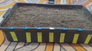 Когда сажать томаты на рассаду? Ориентируемся по регионам страны.