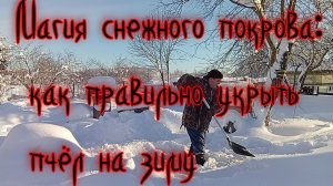 Зимовка пчёл под снегом в суровых условиях