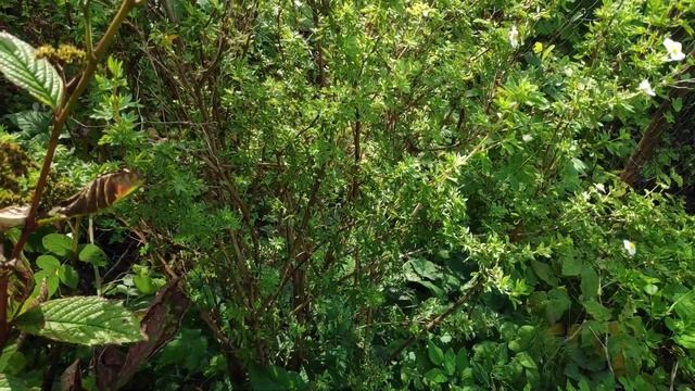 57-моя ДАЧА .Гортензии рулят.. и продолжаю обрабатывать клубнику.3 часть(20.08.-22.08.21) смотреть онлайн