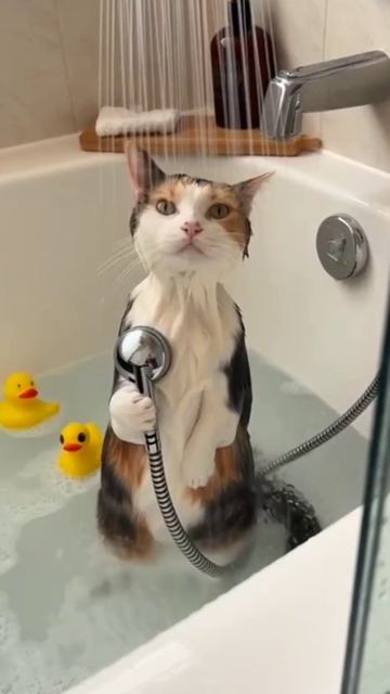 Котик смотреть онлайн