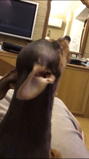 ЧУНЯ поёт смотреть онлайн