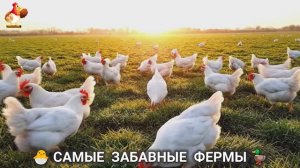 Веселые фермы и выращивание птиц, животных и растений (2)