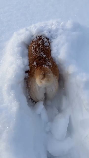 Снег смотреть онлайн