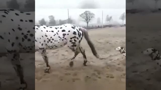 Наверное, мы ближайшие родственники. смотреть онлайн