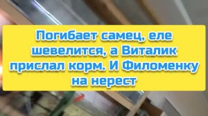 Погибает самец, еле шевелится, а Виталик прислал корм. И Филоменку на нерест