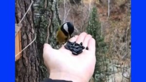 Покормите птиц