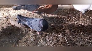 1000107922.mp4 Пошла движуха в голубятне.