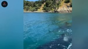 75 Most Unbelievable Nature Moments Ever Caught on Camera. Видео из интернета.