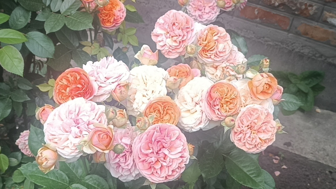 Катарантусы. Удивительная Чиппендейл. смотреть онлайн