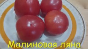 Каталог томатов на 2026 год. Часть 3. г. Киров  т. 89229284031