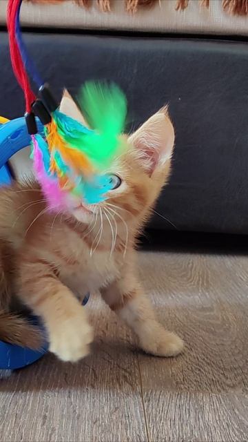 Весёлый котёнок играет. смотреть онлайн