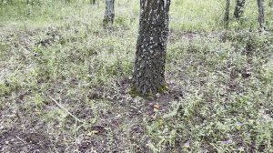 Грибной марафон на 17 км ! Но какова была радость грибников ! Ух !