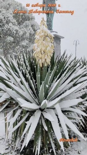 16 января 2026 г. Ялта. Набережная. Снегопад #ялта #ялта2026 #снегопад